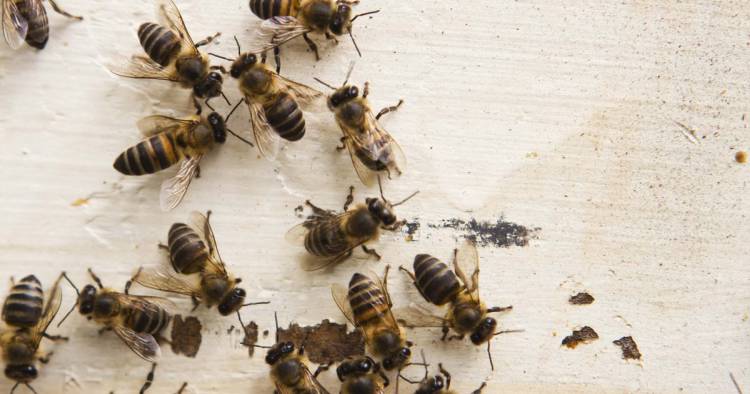 Как избавиться от пчел на даче