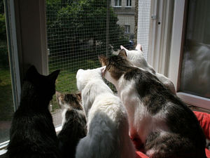 Сетка на окна от кошек
