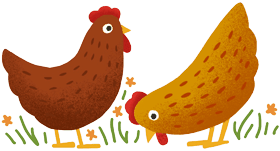 Chicken Illustration