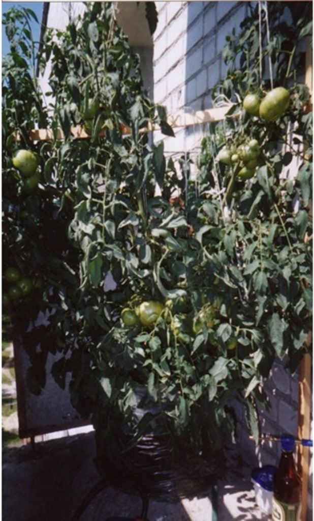 Как вырастить на балконе 40кг помидоров., фото № 7