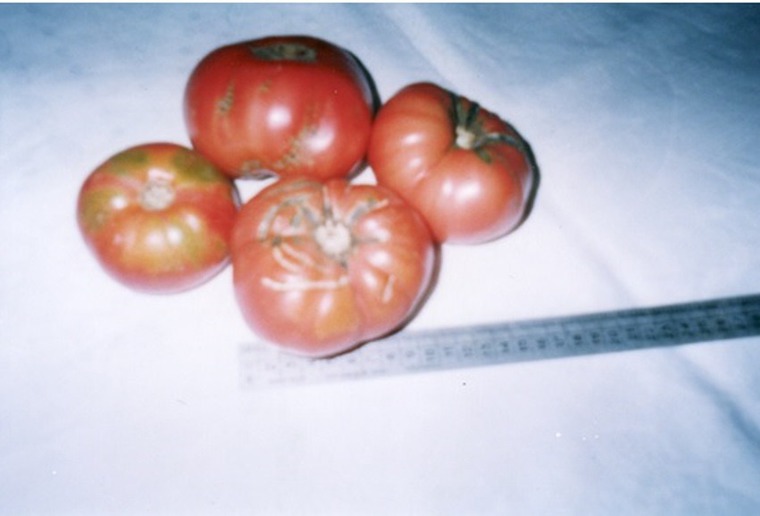 Как вырастить на балконе 40кг помидоров., фото № 10
