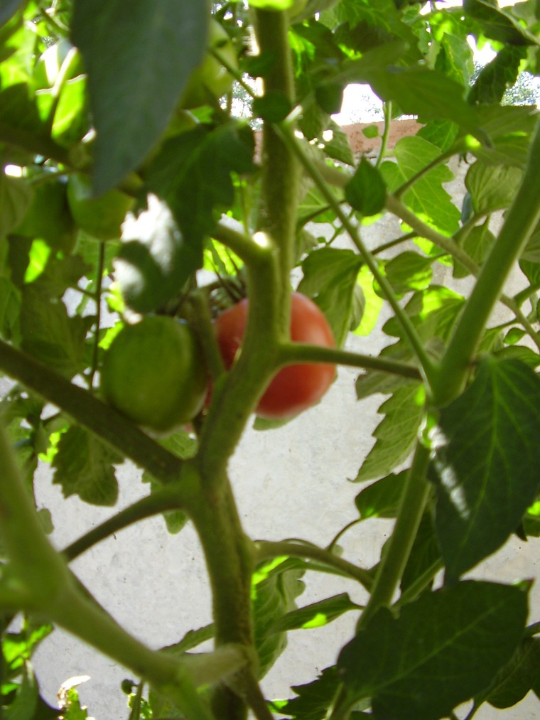 Как вырастить на балконе 40кг помидоров., фото № 9