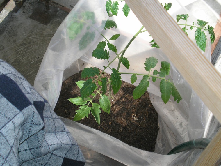 Как вырастить на балконе 40кг помидоров., фото № 2