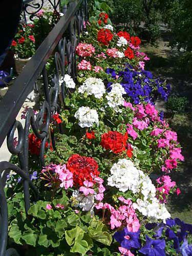 Как создать прекрасный сад на балконе, фото № 25