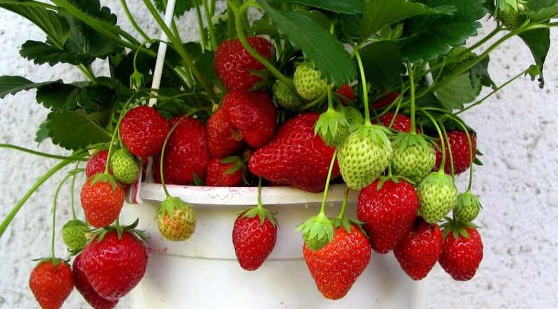 Земляника, выращенная в питательном субстрате в домашних условиях, богата полезными веществами и по праву считается одной из самых вкусных ягод