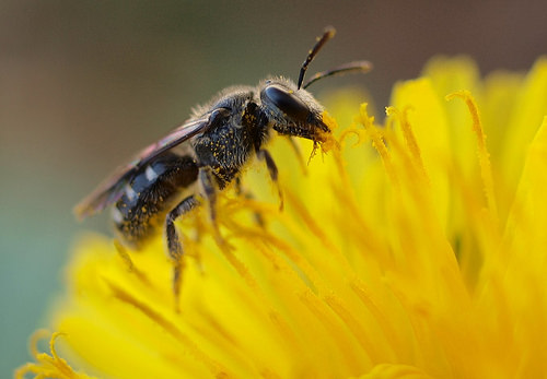 Чтобы избавиться от пчел, нужно знать, какое средство позволит отвадить насекомых надолго