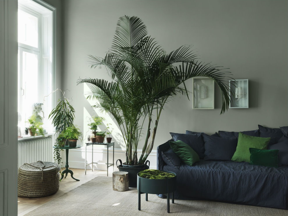 Высокая пальма в интерьере квартиры