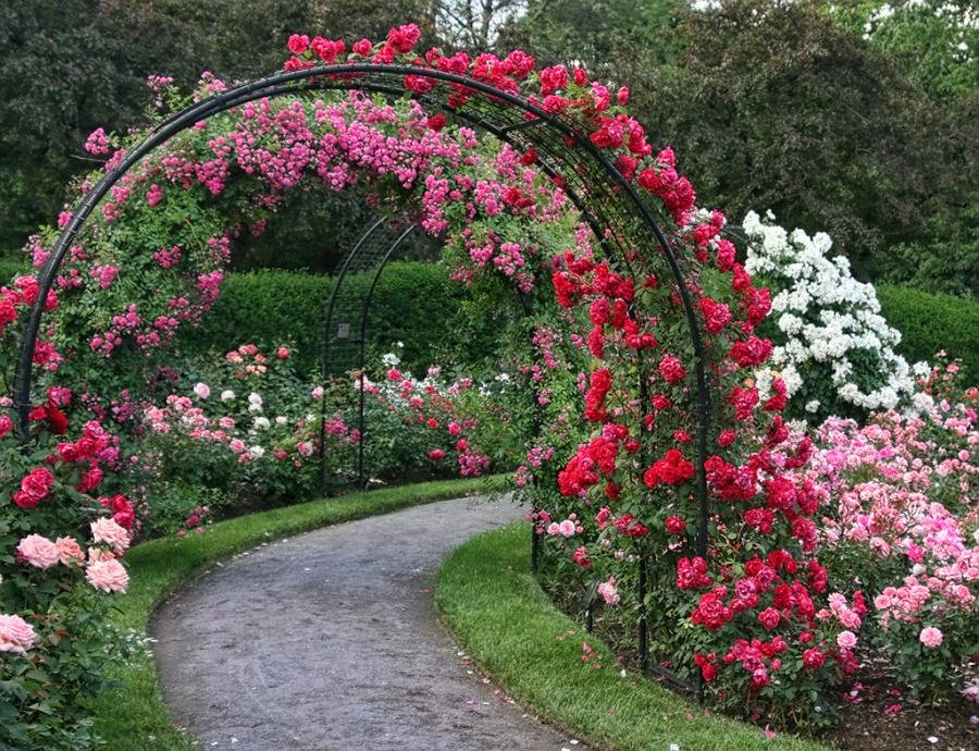 Плетистые розы на садовой арке из стальных труб