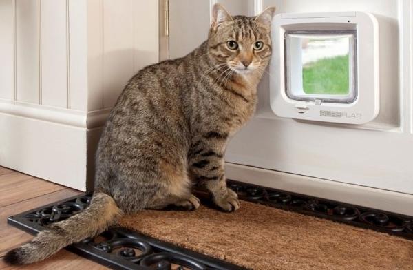 Дверца поможет коту выходить на улицу без помощи хозяев
