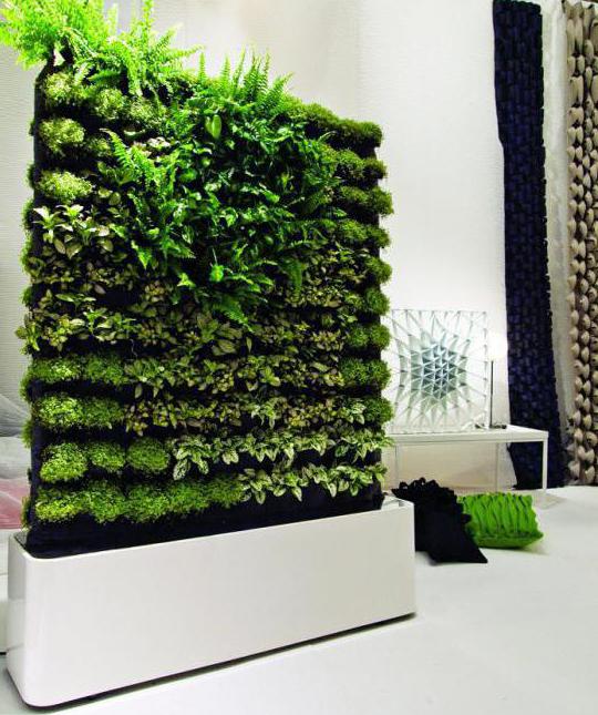  вертикальное озеленение в квартире фото