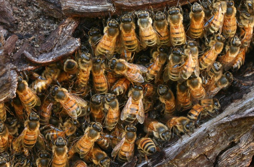 Дикие пчёлы