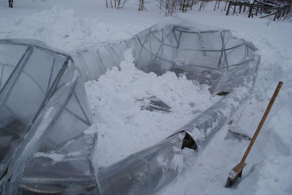 Зимой теплицу следует очищать от снега по мере его выпадания, поскольку он может повредить крышу 