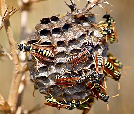 Wasp Nest