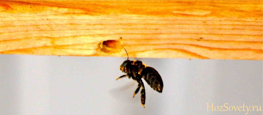 древесная пчела