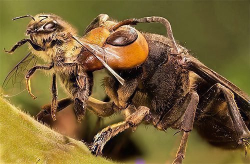 Шершень и пчела