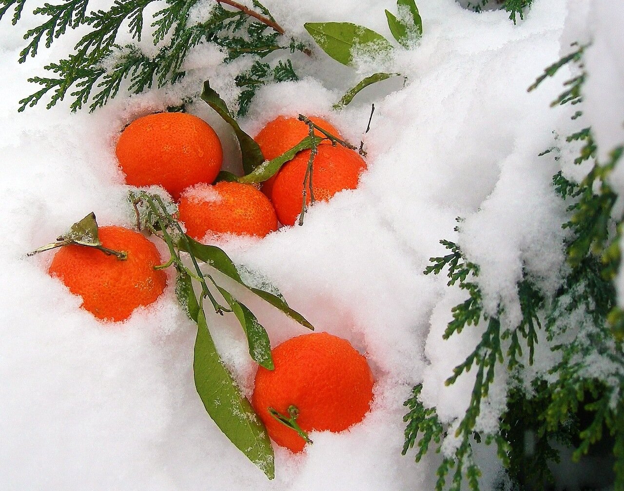 ..снежно-мандариновые и другие..