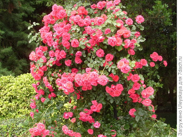 Цветущая вертикаль из плетистой розы Девичьи Грезы в миксбордере