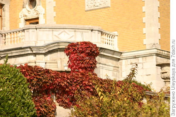 Осенняя вертикаль девичьего винограда триостренного