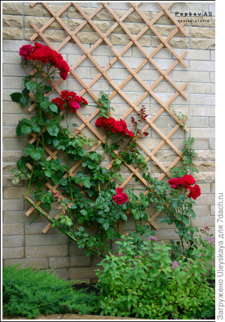 Плетистые розы на стене с использованием закрепленной решетки