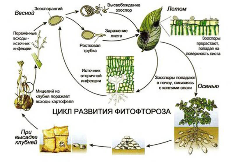 цикл развития фитофтороза