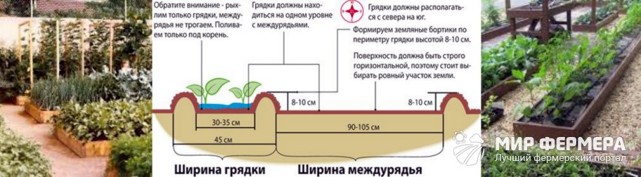 Грядки по Митлайдеру в теплице