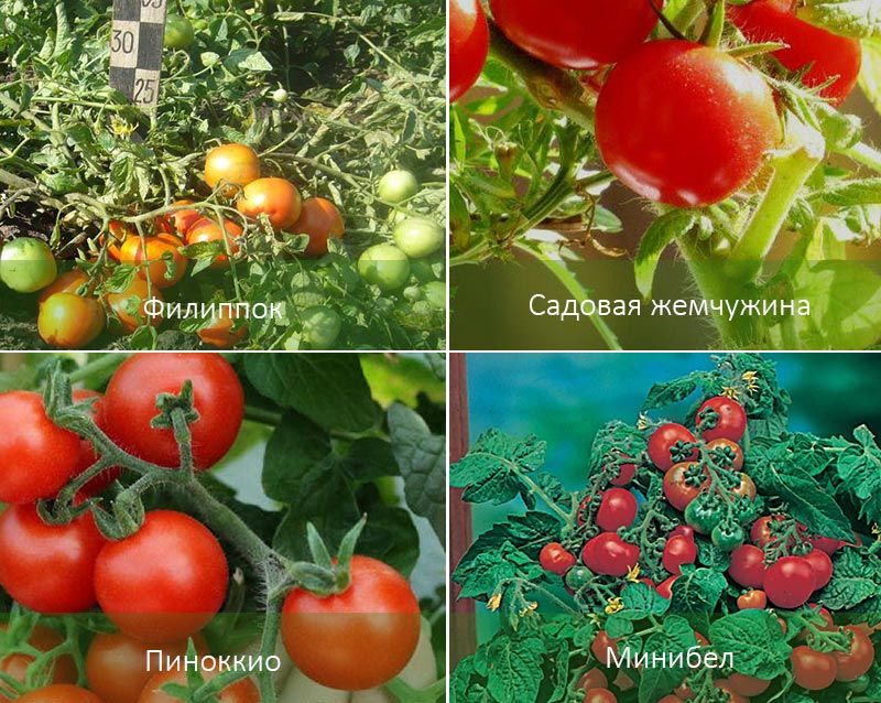 Разновидности томатов