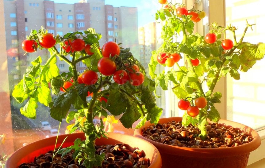 Лучшие сорта комнатных (балконных) томатов