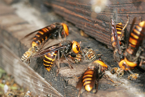 Шершни против пчел