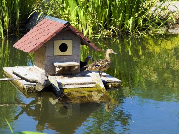 В летний период жилье для уток надо обустроить так, чтобы птицы могли максимально часто погулять, поплавать и полакомиться зеленью