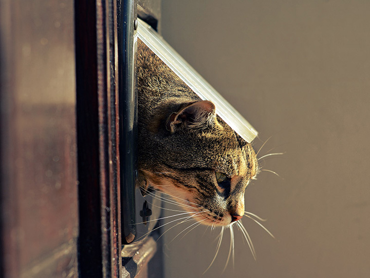 Как сделать дверцу для кошки своими руками: особенности применения аксессуара