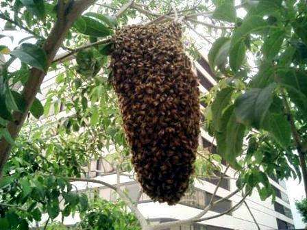 «Сбежавший» пчелиный рой