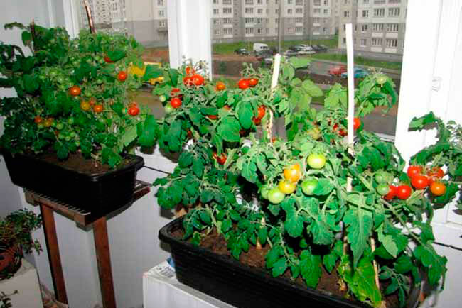 Как вырастить помидоры на подоконнике в квартире зимой