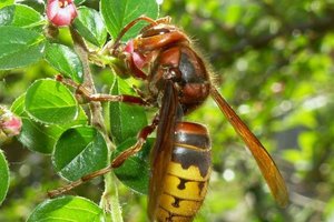 Описание ядовитых насекомых шершней