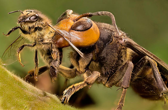 Шершни уничтожают пчел. Как избавиться от шершней на даче?