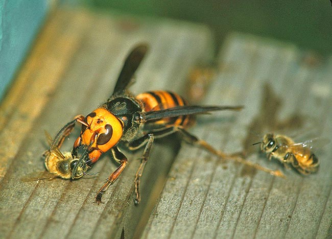 Шершни нападают на пчел и их улеи