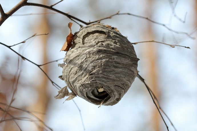 Как избавиться от пчел на даче и в доме