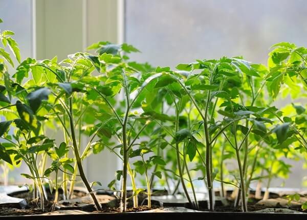 Как правильно выращивать рассаду помидоров в домашних условиях