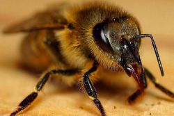 как избавиться от пчел