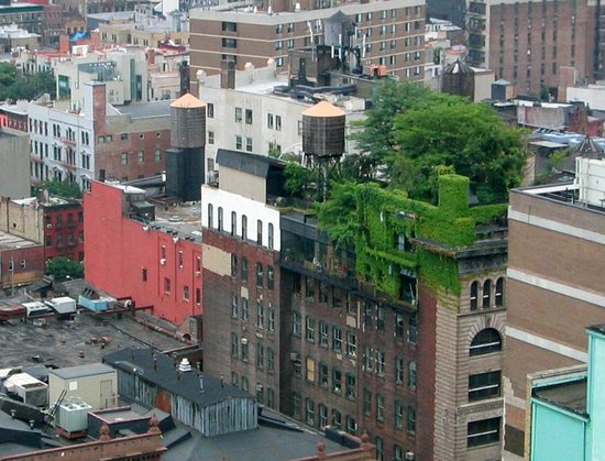 Зеленые насаждения на крыше здания