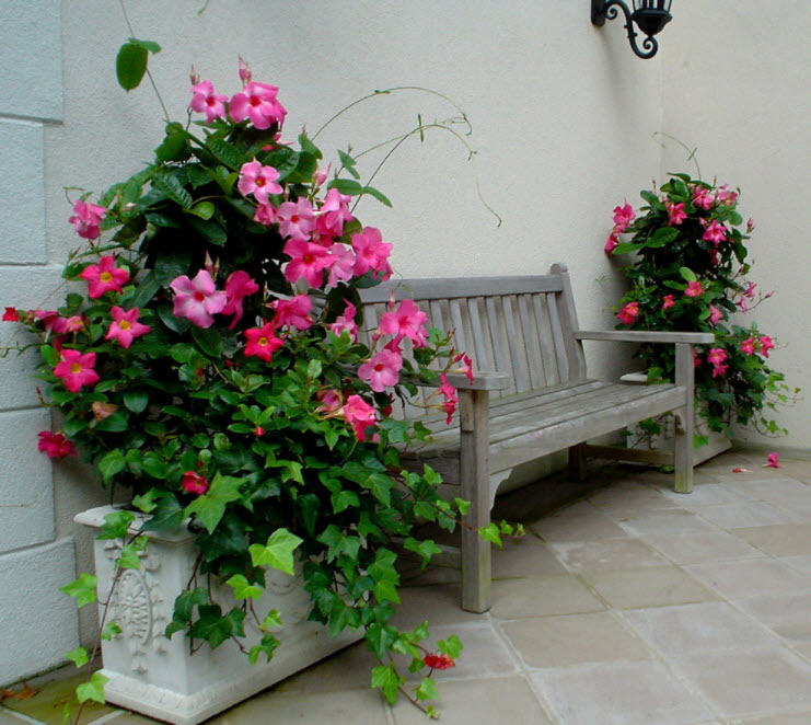 скамейка возле розовых цветов