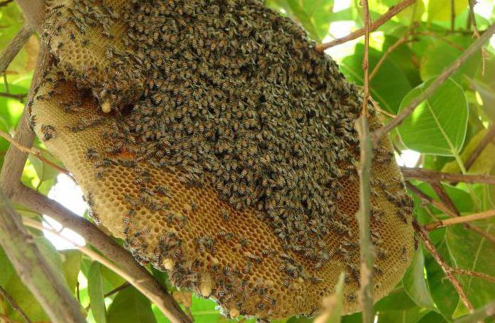 как избавиться от древесных пчел