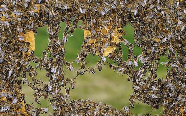 как избавиться от диких пчел