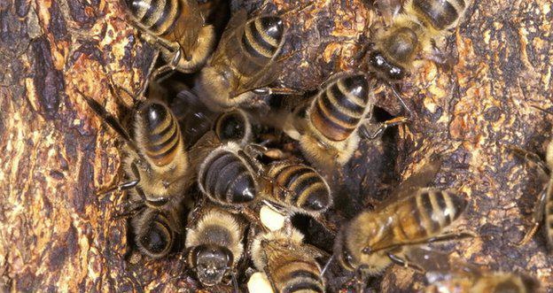 как избавиться от пчел в стене дома 