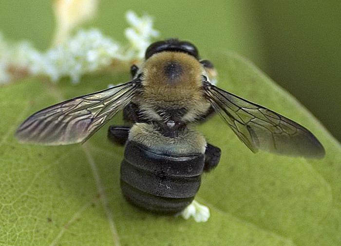 Пчелы плотники фото 