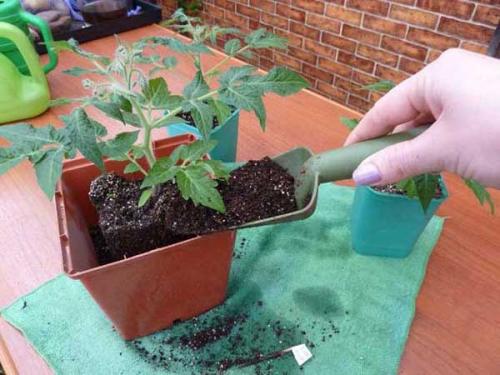 Как вырастить помидоры дома в горшке. Как посадить томаты на подоконнике: выбор емкости, грунта, подготовка семян — подробные пошаговые инструкции