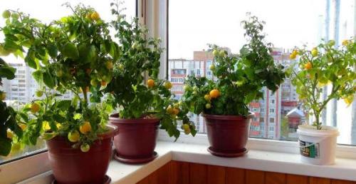 Как вырастить помидоры дома в горшке. Как посадить томаты на подоконнике: выбор емкости, грунта, подготовка семян — подробные пошаговые инструкции
