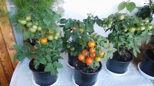 Как вырастить помидоры дома. Какие томаты можно выращивать на подоконнике