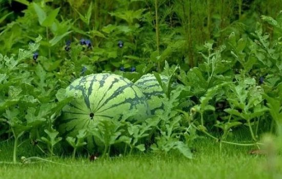 Как вырастить вкусные и сладкие арбузы в открытом грунте? Тонкости ухода за бахчевыми культурами: растим арбуз в открытом грунте